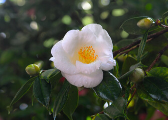 White and yellow flower and buds on a Camellia plant growing in a garden. Camellia japonica