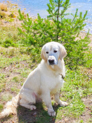 Beautiful white dog sits on the shore against the background of the christmas tree