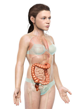 3d rendered, medically accurate illustration of girl large intestine anatomy