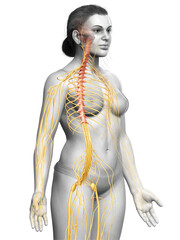 3d rendered medically accurate illustration of a female nervous system