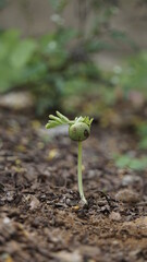 step of growing tamarind sprout