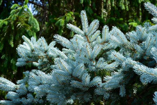 Beautiful pungen spruce silvery young leaf.