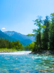 green view of a mountain stream on a background of trees