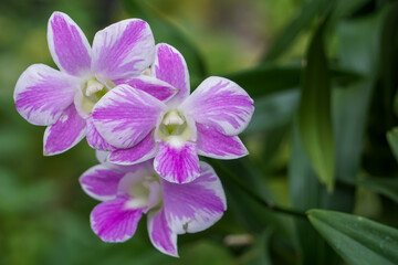 Orchid flowers blooming in the backyard.