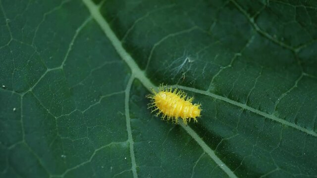yellow caterpillar on green leaf / Ladybug larva bit melon leaf