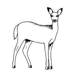 Obraz premium Hand-drawn vector sketch with black outline. White-tailed young deer in full growth side view isolated on a white background. Wild forest animal, nature. Ink drawing.