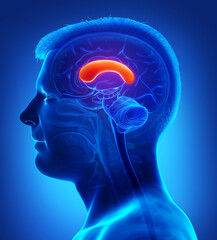3d rendered medically accurate illustration of a male brains anatomy-the FRONT CORPUS