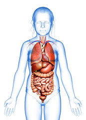 3d rendered medically accurate illustration of young girl Internal organs