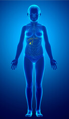 Fototapeta na wymiar 3d rendered medically accurate illustration of young girl Organs Gallbladder Anatomy