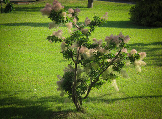 Flowering Smoketree or Cotinus against in Iran in spring.