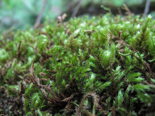 Sphagnum moss Peat moss in forest. Close up of  Peat moss.