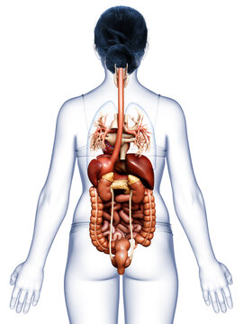 3d rendered medically accurate illustration of Female Digestive System  and heart