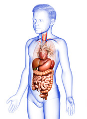 3d rendered medically accurate illustration of Boy Digestive System  and heart
