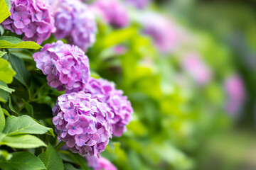 上野公園不忍池の紫陽花