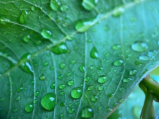 Closeup of rain droplets on a green leaf.