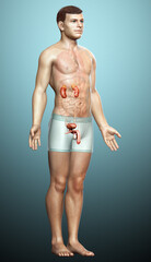 Fototapeta premium 3d rendered, medically accurate illustration of the kidneys