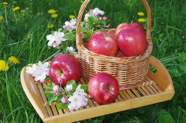 Red apples in a basket and on a tray surrounded by flowers of apple tree and green grass.
