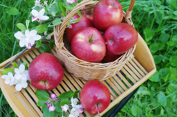 Red apples in a basket and on a tray surrounded by flowers of apple tree and green grass.
