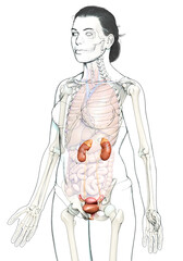3d rendered, medically accurate illustration of female   kidneys
