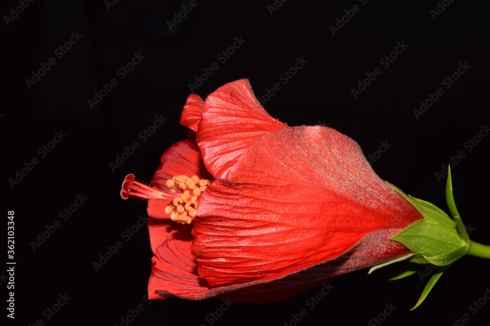 Wall mural hibiscus closed images, viewed from the side angle.