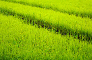 Rice Field after Rain,Northern Thailand