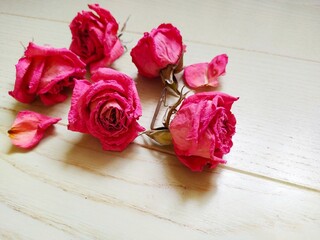 Dry pink red roses on the floor 
