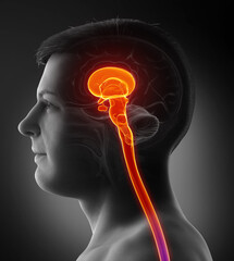 3d rendering medical illustration of brainstem