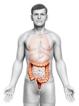 3d rendered, medically accurate illustration of male  large intestine anatomy