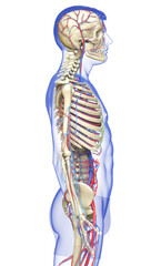 3d rendered medically accurate illustration of the male circulatory and skeleton system