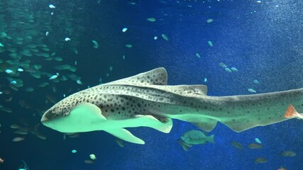 Stegostoma Fasciatum. The Zebra Shark swimming in the aquarium in Hiroshima, Japan. Closeup. 4K