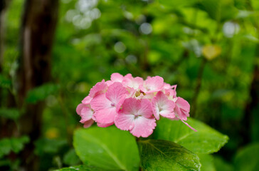 日本の宮城県仙台市「資福寺」で雨の中咲く美しいピンクの紫陽花