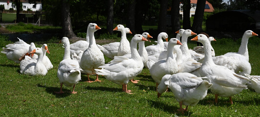 A flock of domestic geese in a meadow © Vitezslav Halamka