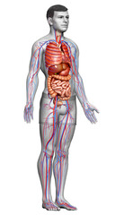 3d rendered medically accurate illustration of the male circulatory  system and internal organs