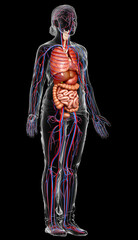 3d rendered medically accurate illustration of the female circulatory  system and internal organs