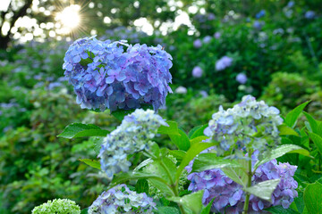 紫陽花