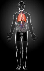 3d rendered, medically accurate illustration of a male lung anatomy