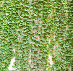 Fence of creeper leaves. Texture of tree ivy, nature backgrounds