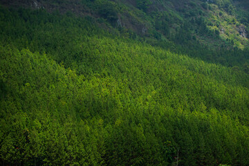 green grass in the mountains