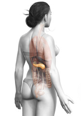 Naklejka premium 3d rendered, medically accurate illustration of a female pancreas