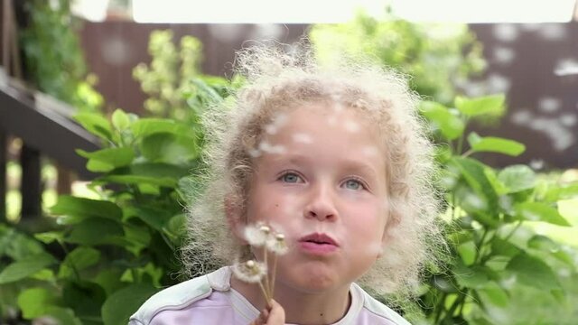 one small cheerful girl with light curly hair on a summer day holds in her hand ripe white fluffy dandelions and blows hard on the flower.