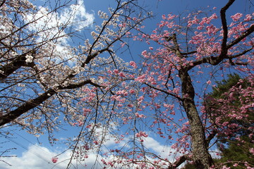 薄桃色と濃いピンクの桜