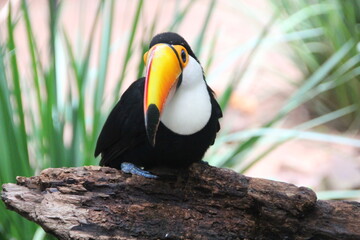 Fototapeta premium Toucan, Bird Park, Iguassu, Brazil.