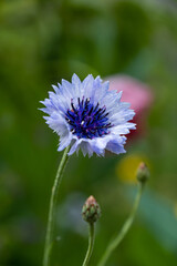 close up of one beautiful purple cornflower blooming in the garden 