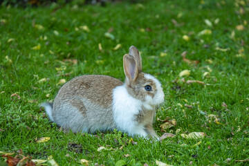 side portrait of an adorable brown bunny with white fur on the face and chest area sitting on green grass field