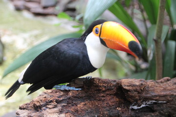 Toucan, Bird Park, Iguassu, Brazil.