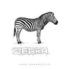zebra vector with hand drawn style, illustration of black and white animals