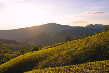 sunset landscape at countryside