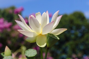 Many beauties of a blooming lotus
