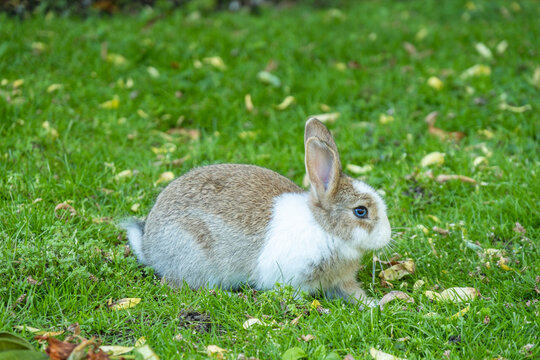 side portrait of an adorable brown bunny with white fur on the face and chest area sitting on green grass field
