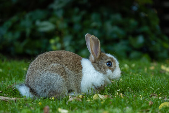 side portrait of an adorable brown bunny with white fur on the face and chest area sitting on green grass field